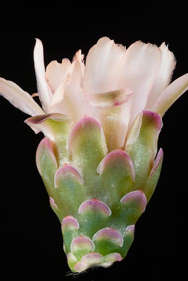 Gymnocalycium pflanzii v. albipulpa